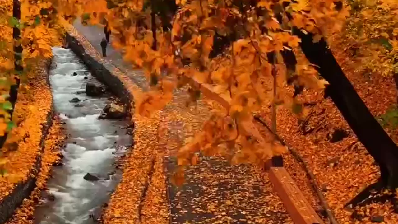 Welcome Fall Colors !