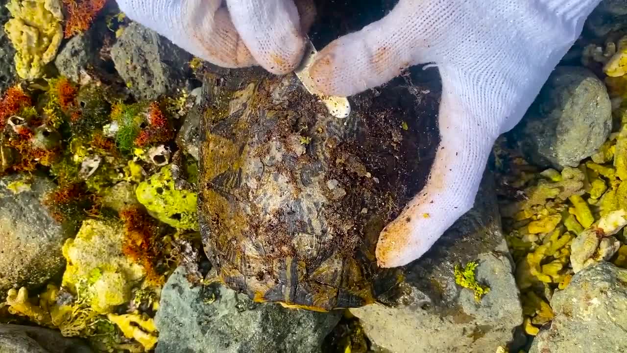 Sea turtle enjoy full body refreshing service when removed barnacles and mucus cement from shell