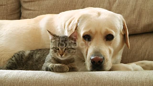 Dog and cat are fun and enjoyable