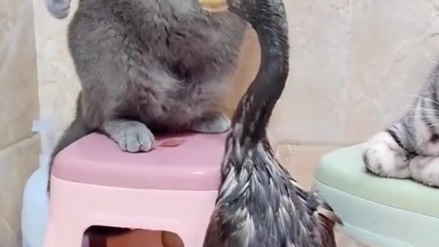 Gato x pato briga de tapas e bicadas