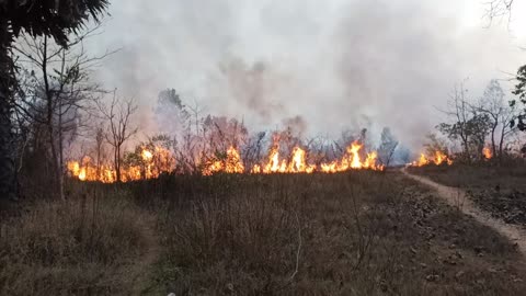 Forest fire.