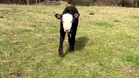 Baby Cows#pet #babycow #cowoftiktok #cutecow #minimoos #farmlife #minicow