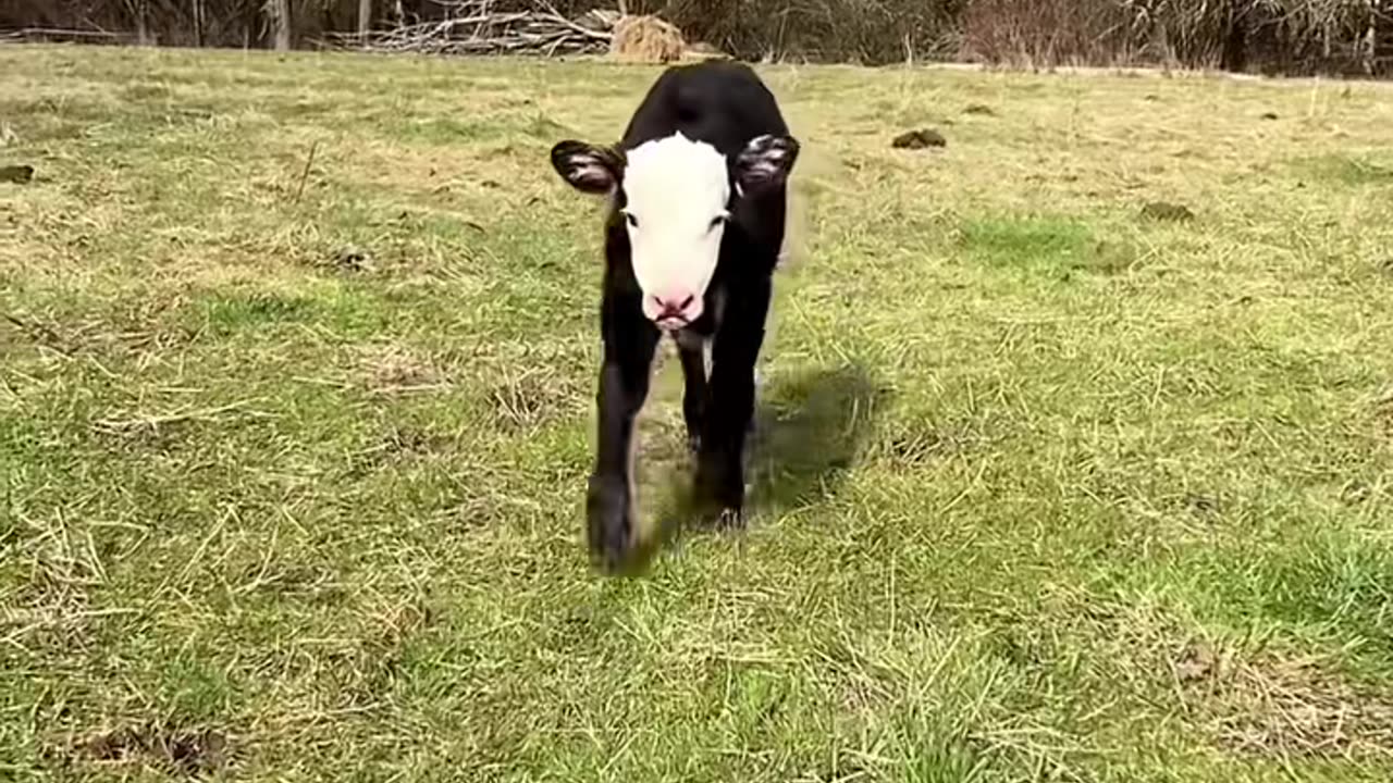 Baby Cows#pet #babycow #cowoftiktok #cutecow #minimoos #farmlife #minicow