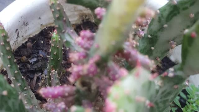 cactus minion