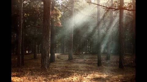 Morning in the Forest
