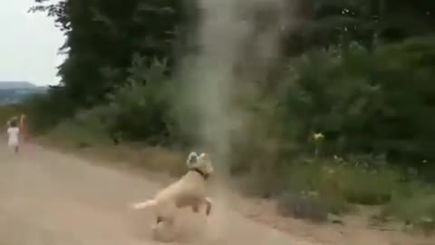 Dog trying to stop a tornado