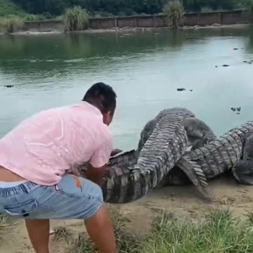 Crocodile, strong crocodile, Funniest Animals Video
