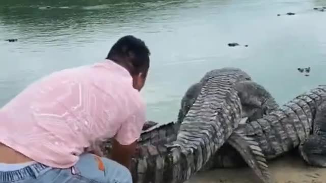 Crocodile, strong crocodile, Funniest Animals Video