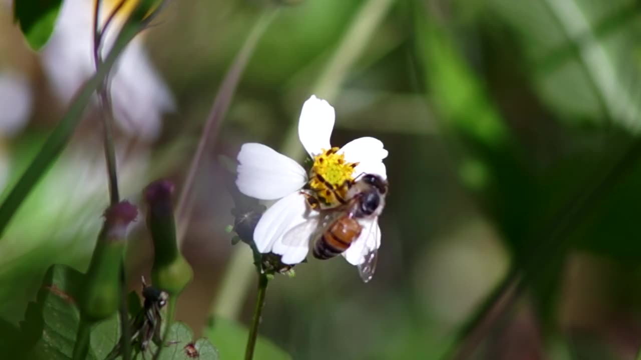 "Buzzing Harmony: The Secret Life of Honey Bees"