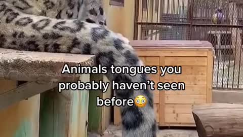 Animals tongues you probably haven't seen before