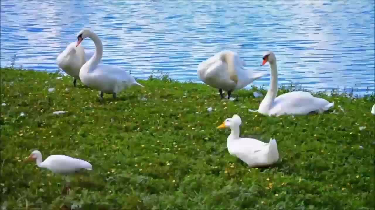 Nature And Wildlife Video - Birds Is Beautiful On Our Planet