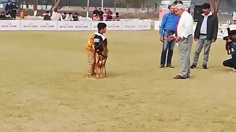 My dog hadling in dog show in sialkot in