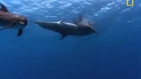 Bottlenose Dolphin Gang Rumble - National Geographic_Cut