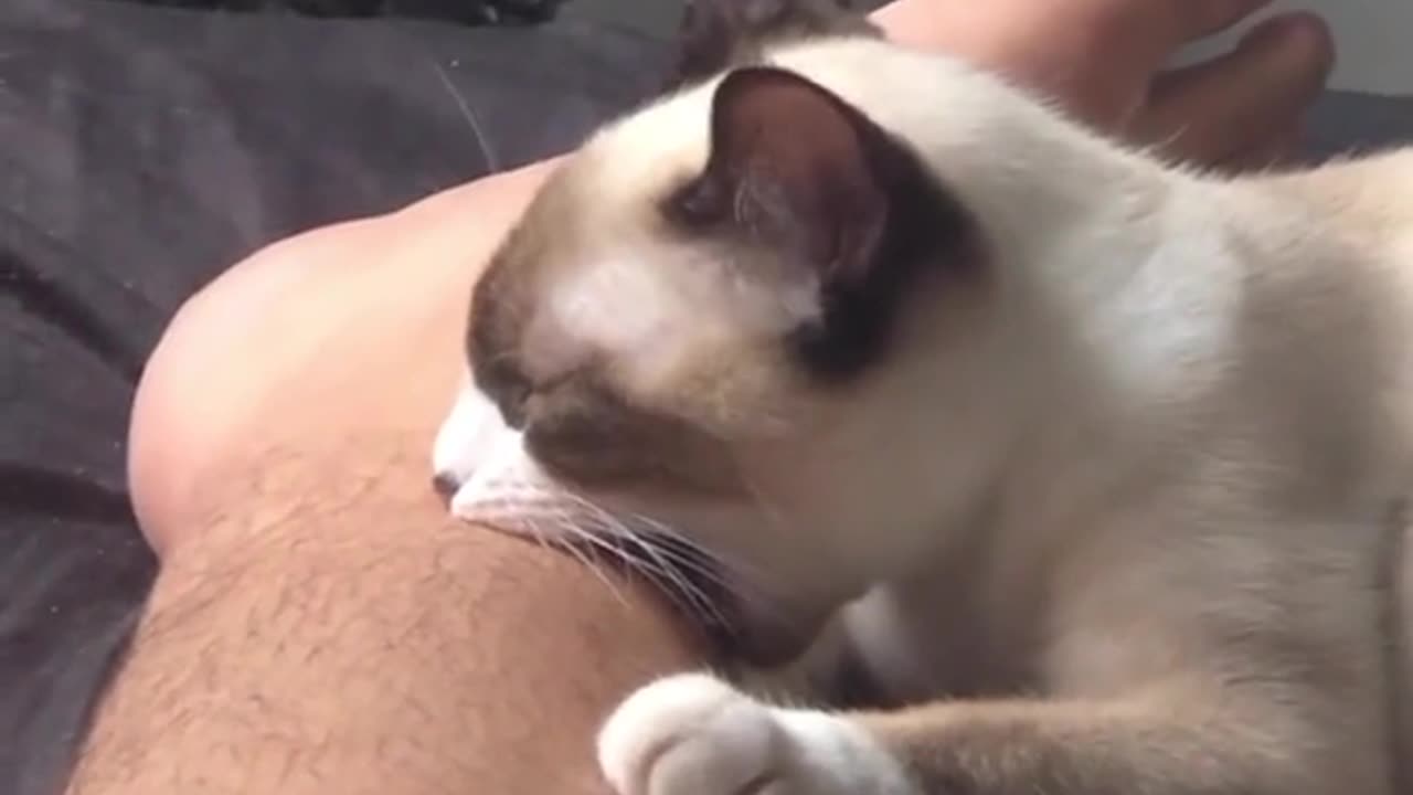 HUMANS AND CAT LOVE