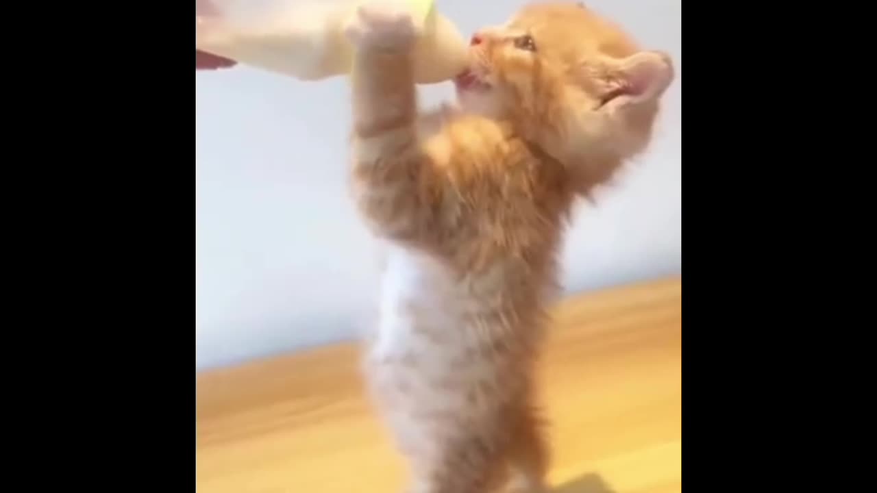 Cute cats drinking milk 🍼😻