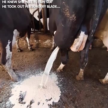 Veterinarian's Skillful Treatment of a Dairy Cow's Abscess