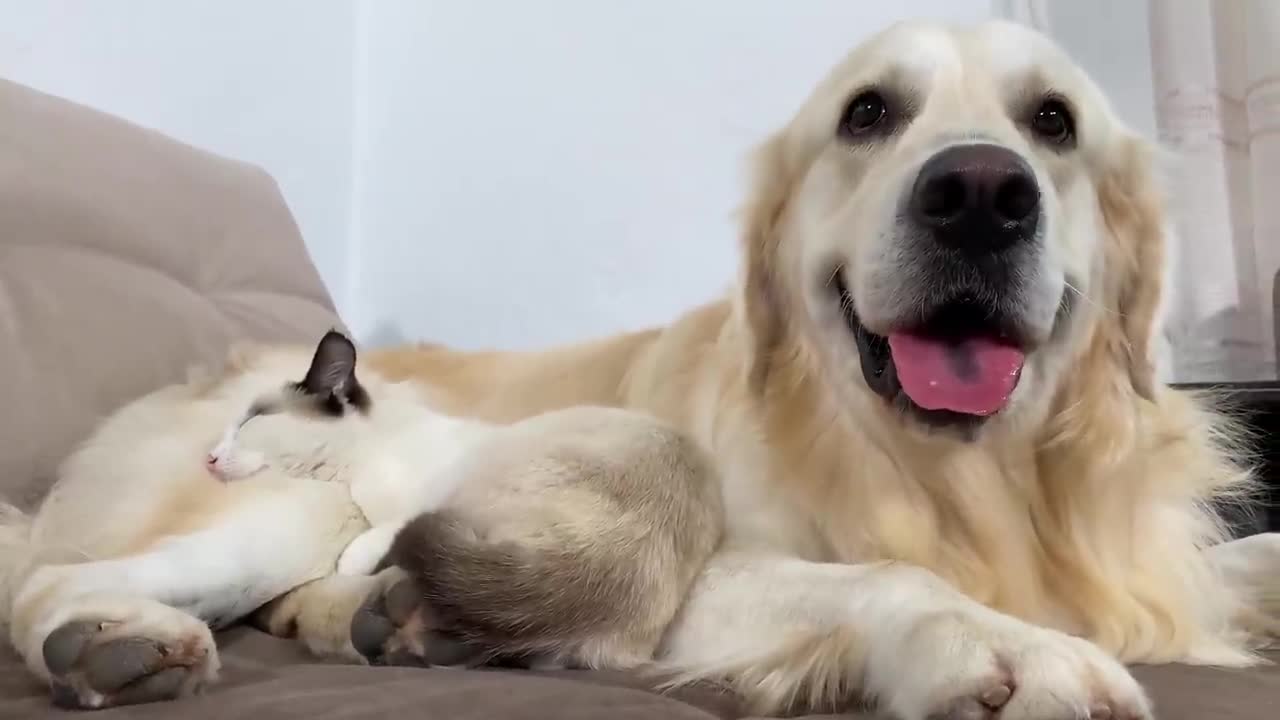 The Kitten who doesn't want to leave the Golden Retriever!