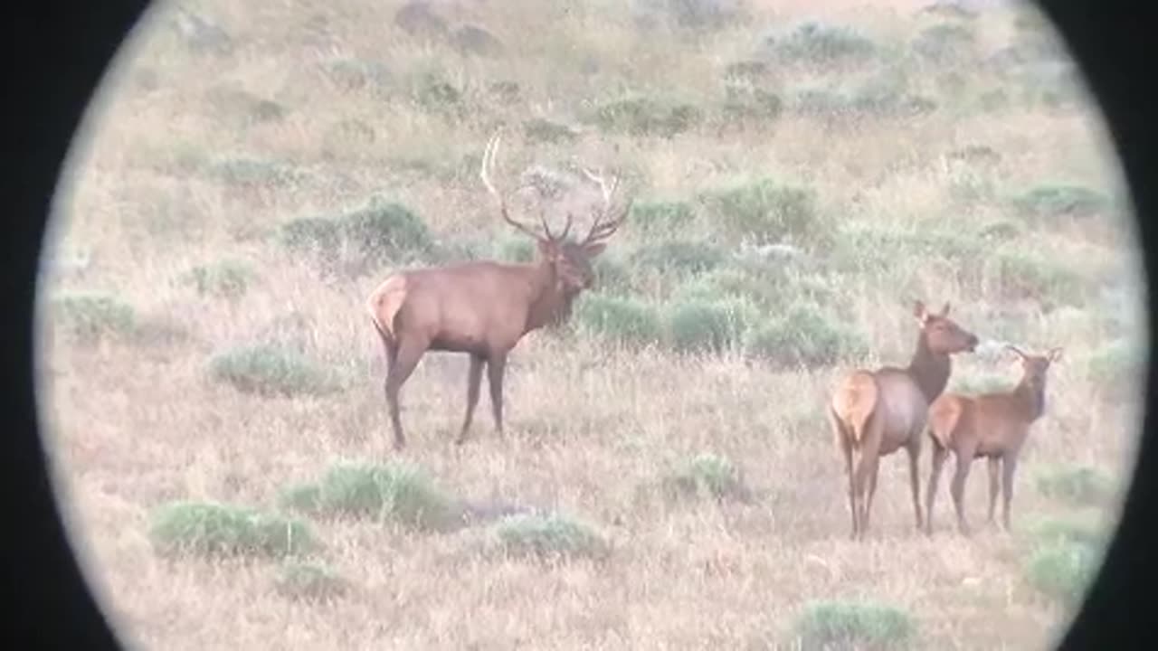 KILLSHOT 【 BULL ELK 6 POINT