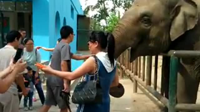 Happy zoo watching elephants who brush the car, there is no limit to happiness