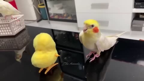 Animal funny clips