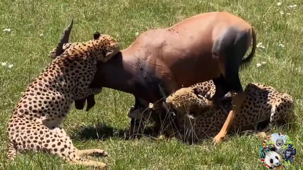 Scary moments of wild animals