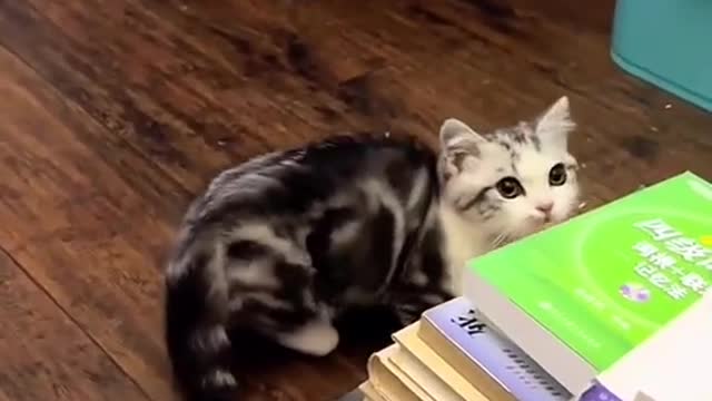cat life