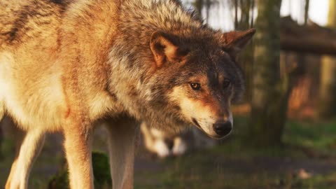 wolf animal