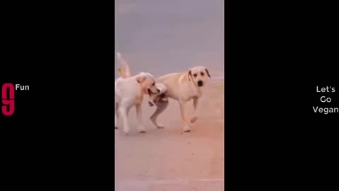 TRY NOT TO LAUGH 😆 Best Funny Videos Compilation part 2