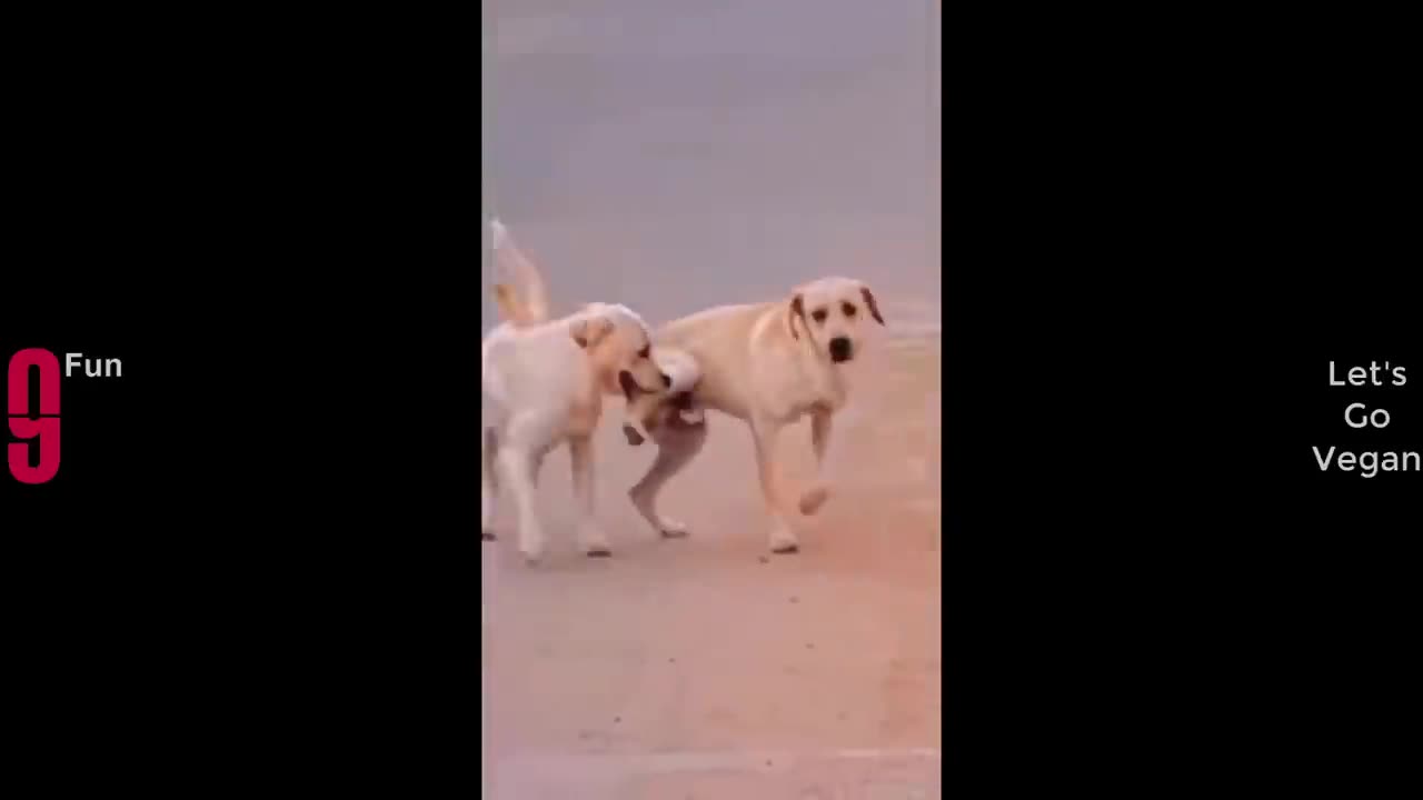 TRY NOT TO LAUGH 😆 Best Funny Videos Compilation part 2