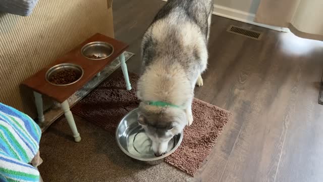 Stubborn Husky demands water bowl refill