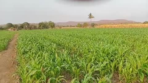 Farms in india