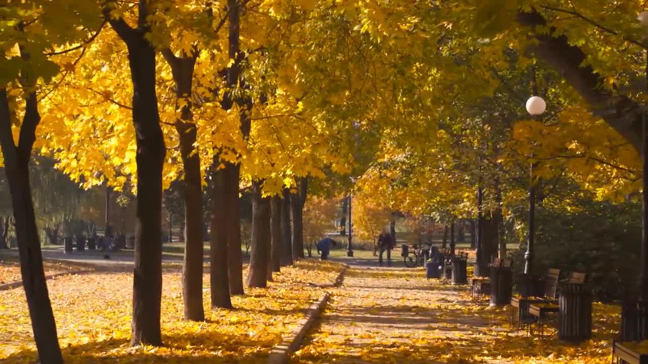 Enchanting Autumn Forests with Beautiful Piano Music