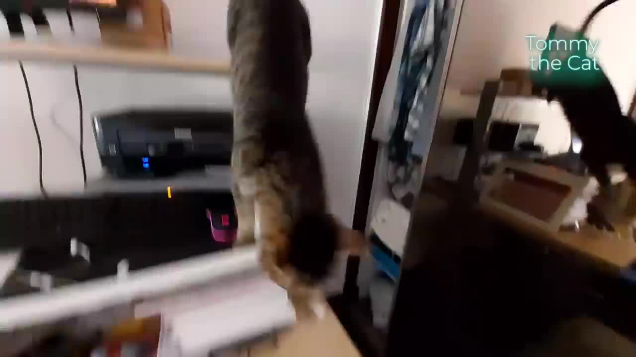 It took 3 months, but i was finally able to film my cat doing this: