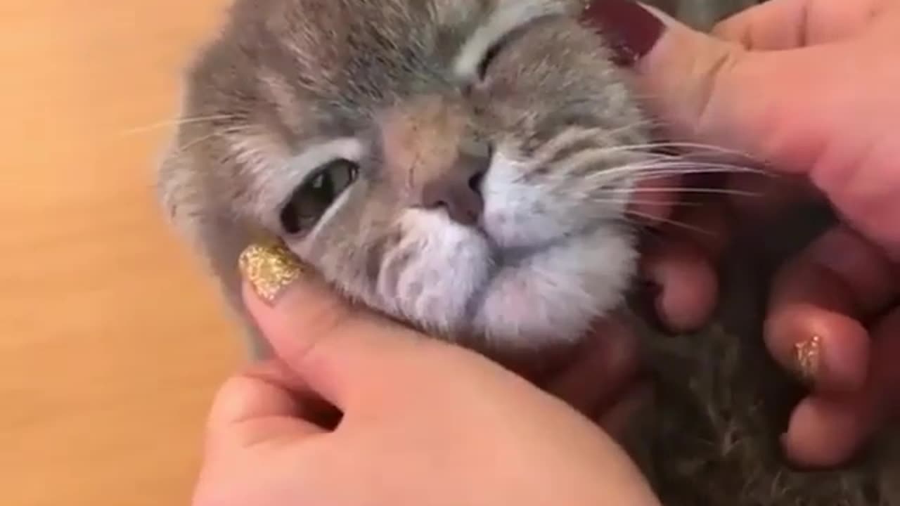 THIS CAT LOVE MASSAGE