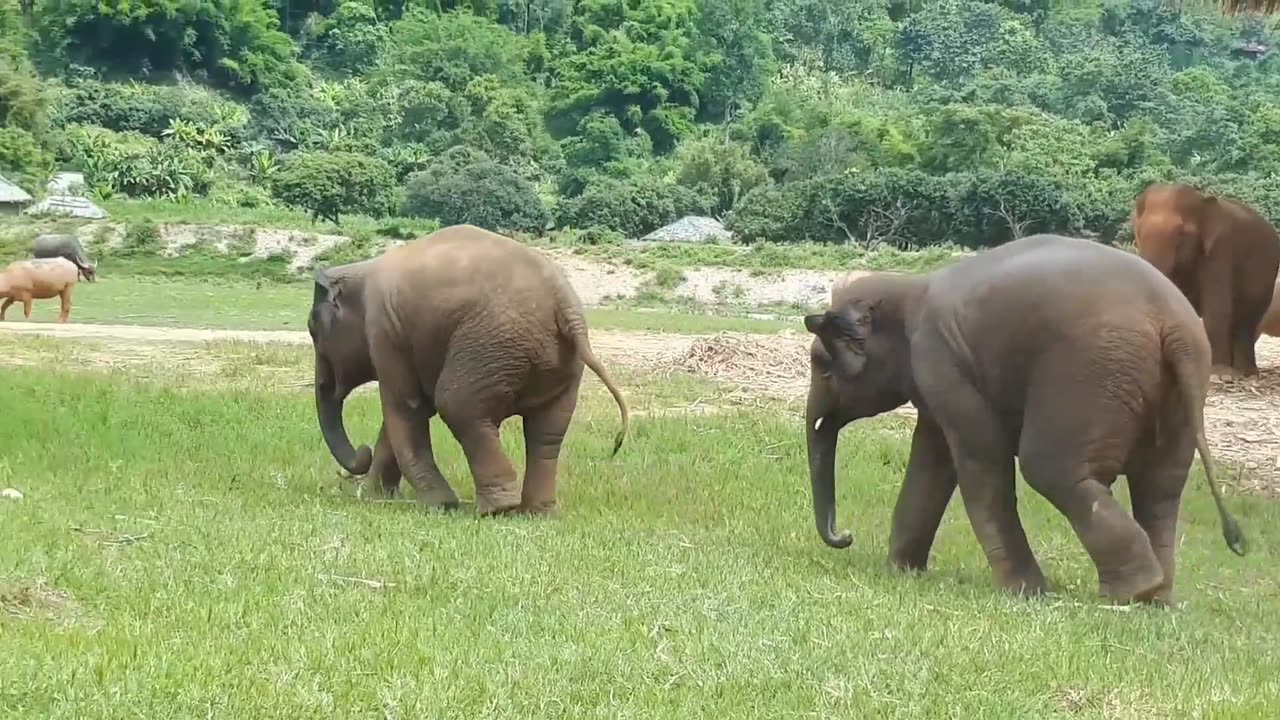 Baby Elephant 😍 playing football ⚽ with best friend