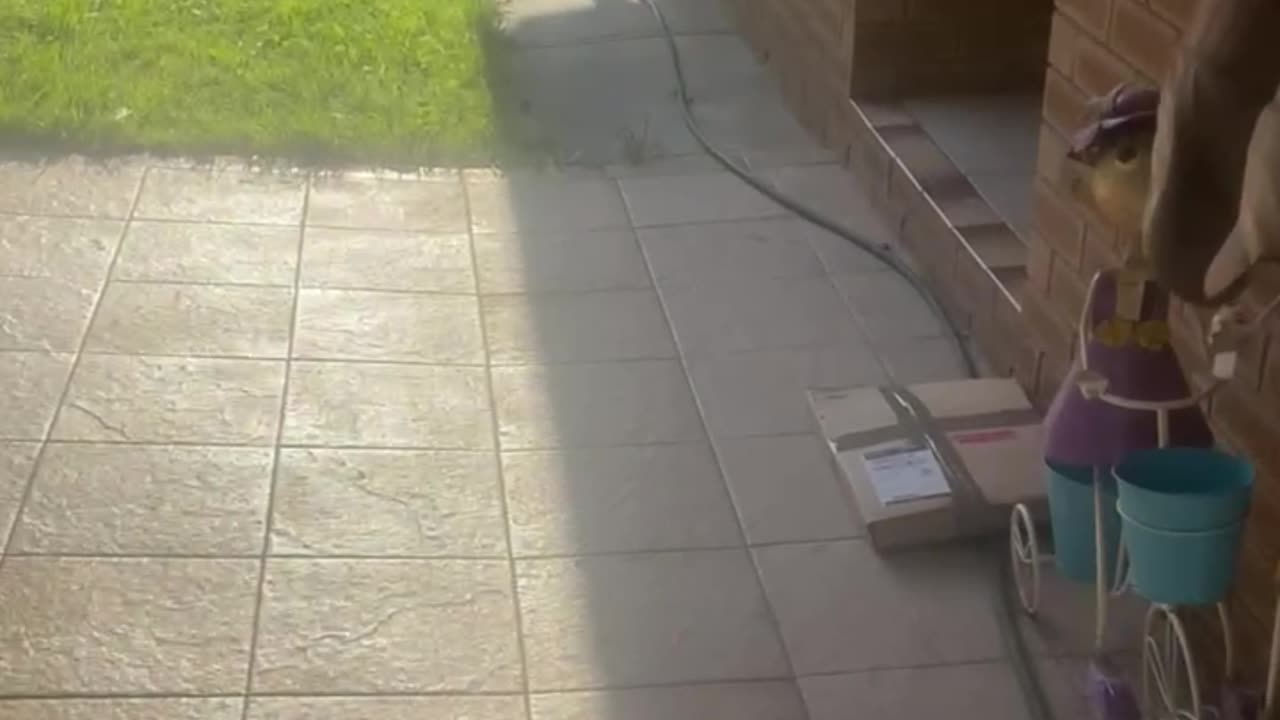 Does My Kitty Miss Me When I Am Away Metal Detecting