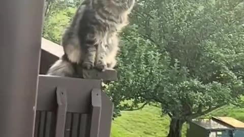 Funny cat