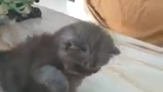 Baby Cats - Cute and Funny Cat Videos Compilation #7