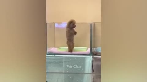Funny animal video funniest seen ever