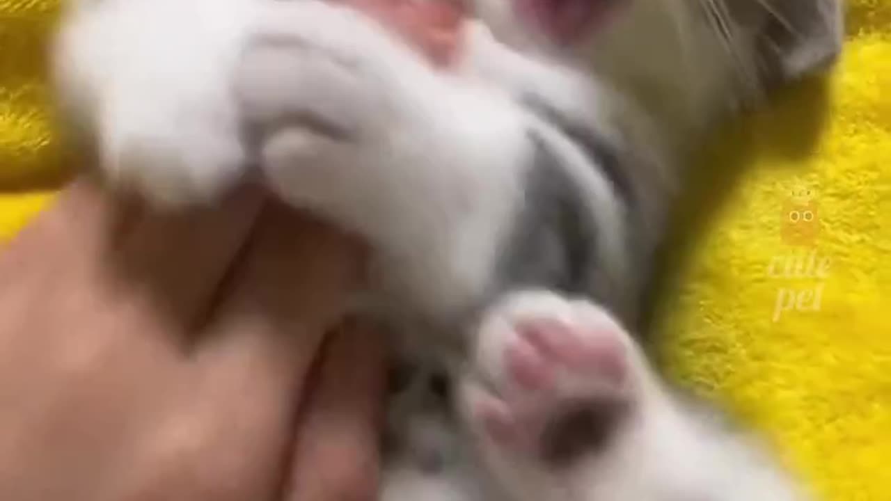 🤣I captured Fun moment with my cats 😀🐈?