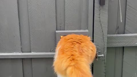 Cat Cleverly Escapes Enclosure