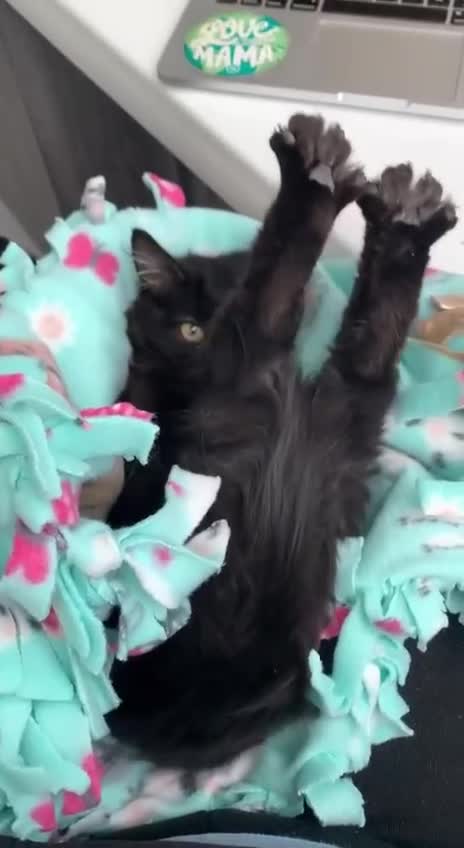 Good morning! I wish you a Mery Christmas