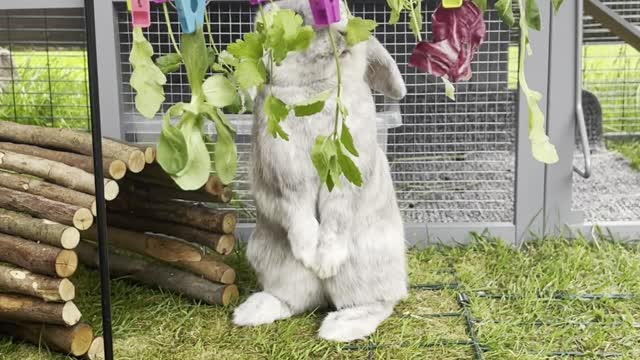 Pebble Enjoying His Salad