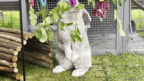 Pebble Enjoying His Salad