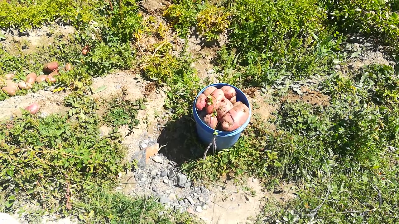 Misgar Famous Potato's Field in My Garden.