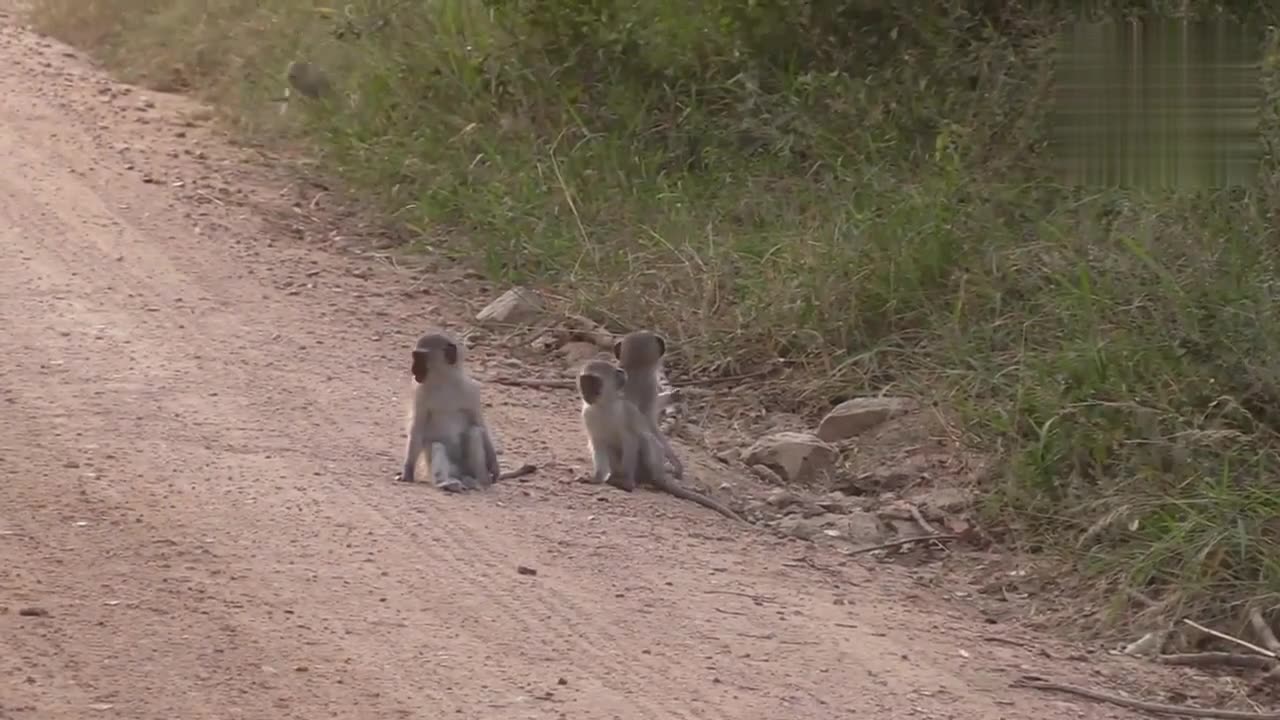 Watch Monkeys make funny business at National Park, South Africa#wildlife#animals#nature