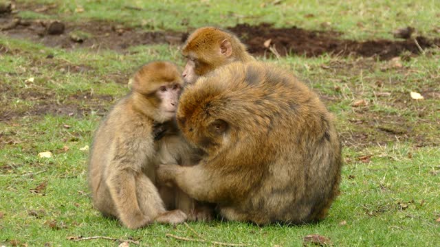 Adorable moment monkey seen playing with its loving mother