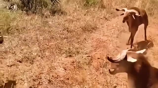 The cow