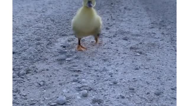 Cute baby duck playing together 😍😍