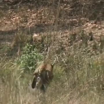 Tiger remained Nakama, deer ran faster than Tiger | wildlife animals